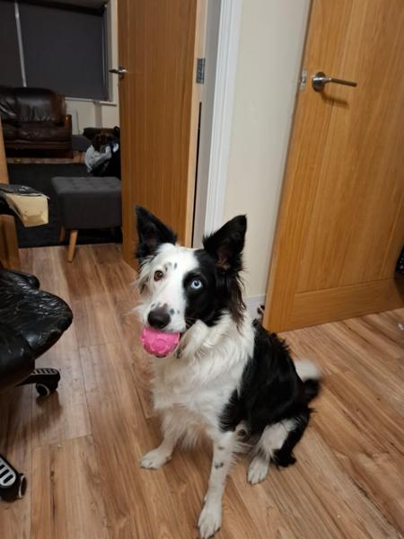 Excellent service, though some of the toys were not to my dogs taste