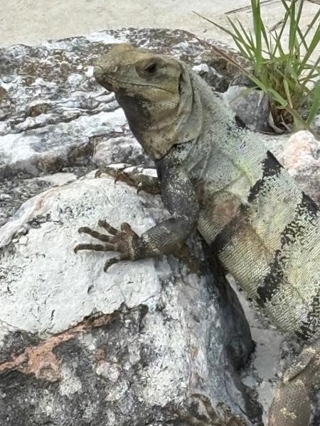 A Taste of Mexico - Markets and Mayan Sites