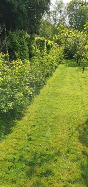 Autumn hornbeam hedge planting