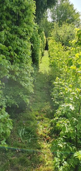 Autumn hornbeam hedge planting