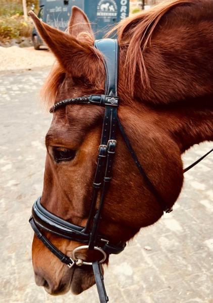 Kudos Patent Dressage Bridle Black Full