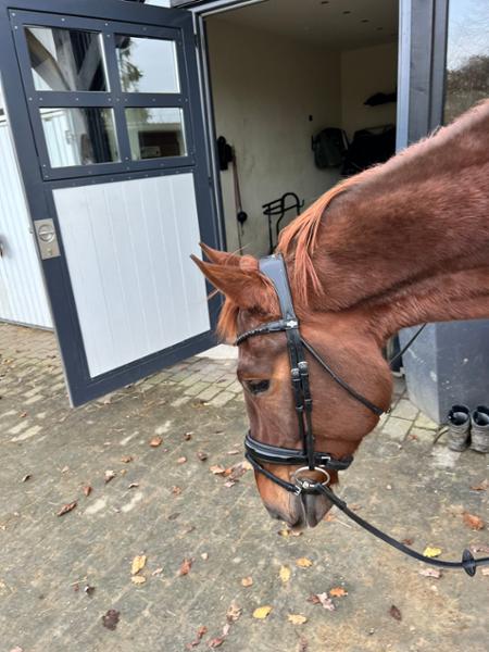 Kudos Patent Dressage Bridle Black Full