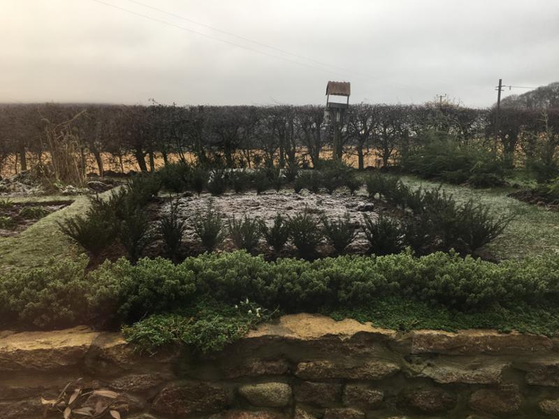 Bare root yew hedge plants.