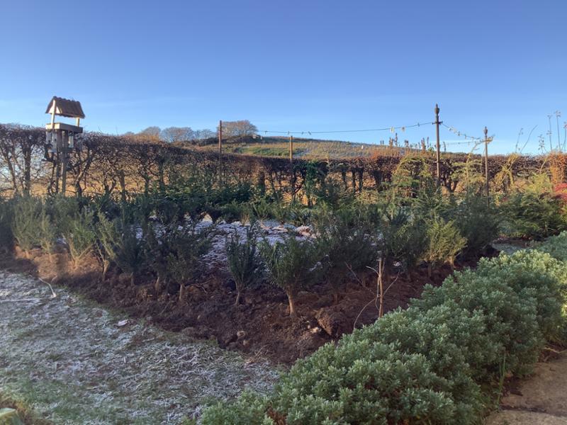 Bare root yew hedge plants.