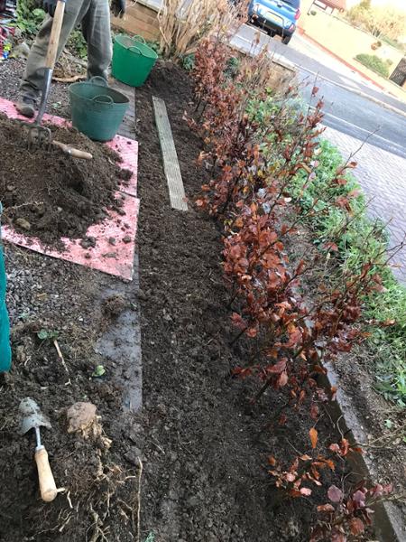 New beach hedge 2024