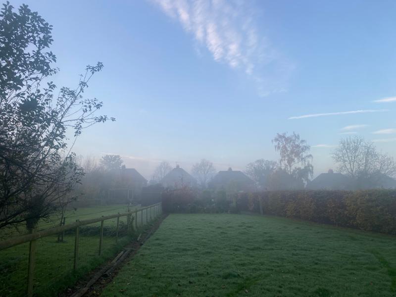Review of hornbeam hedging
