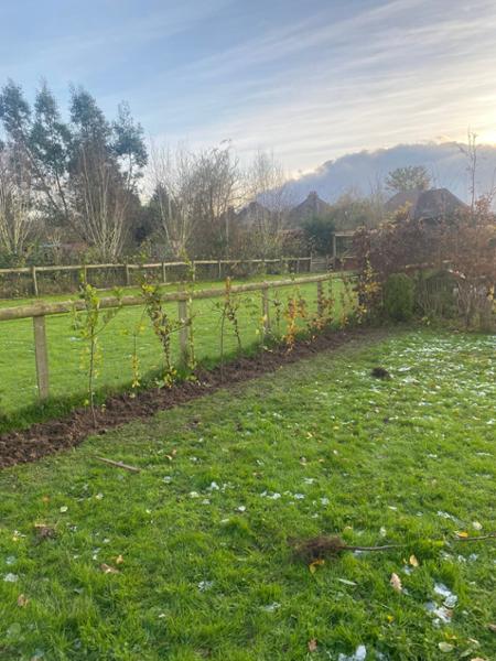 Review of hornbeam hedging