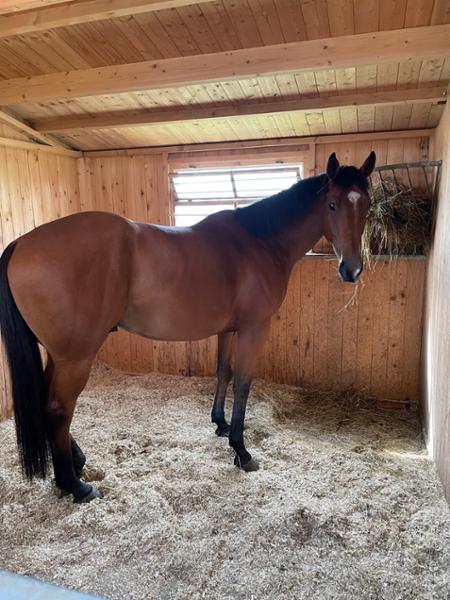 A calmer way to enjoy your horse!