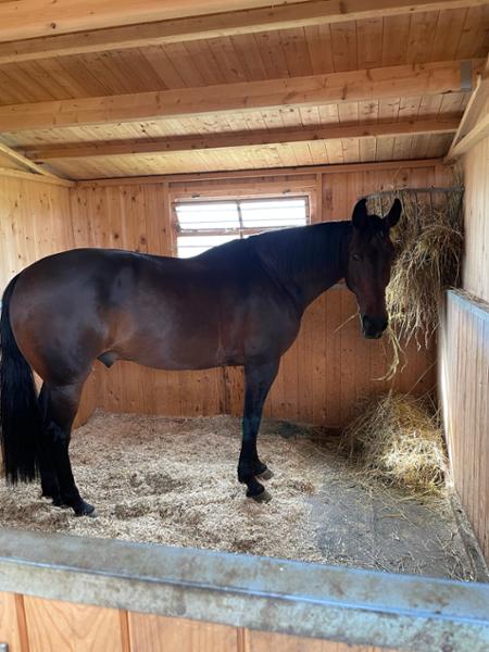 A calmer way to enjoy your horse!