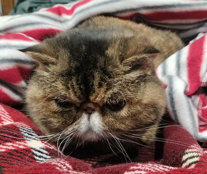 Free-Range Chicken Light / Senior Dry Cat Food