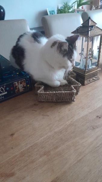 Advantage Spot On Flea Treatment