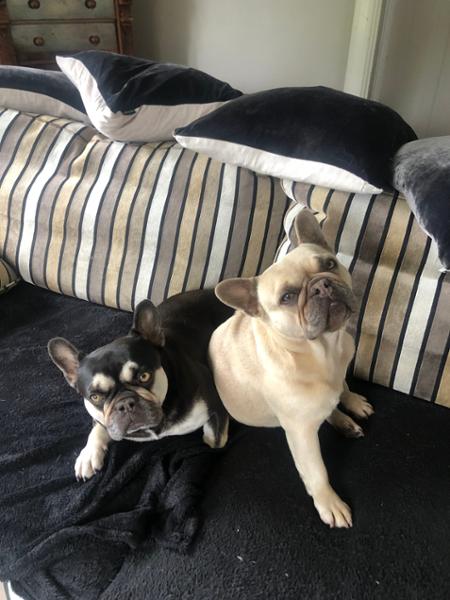 Excellent Company For Our Pets