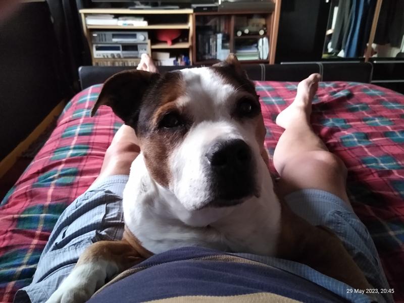 My Doggy Pals Med's