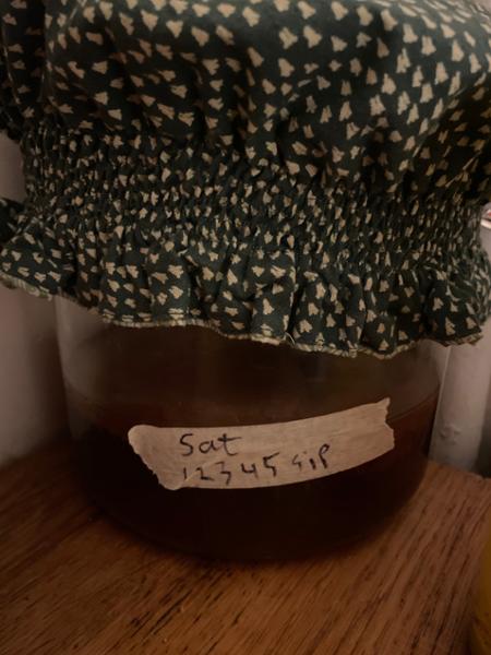 Organic Kombucha Scoby