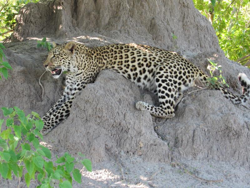 Lions, elephants and hippos, oh my!!! Trip of a lifetime!