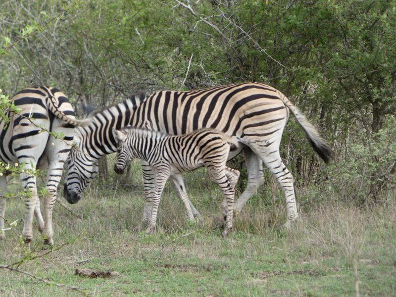Wow! Luxury Lodges and Abundance of Wildlife