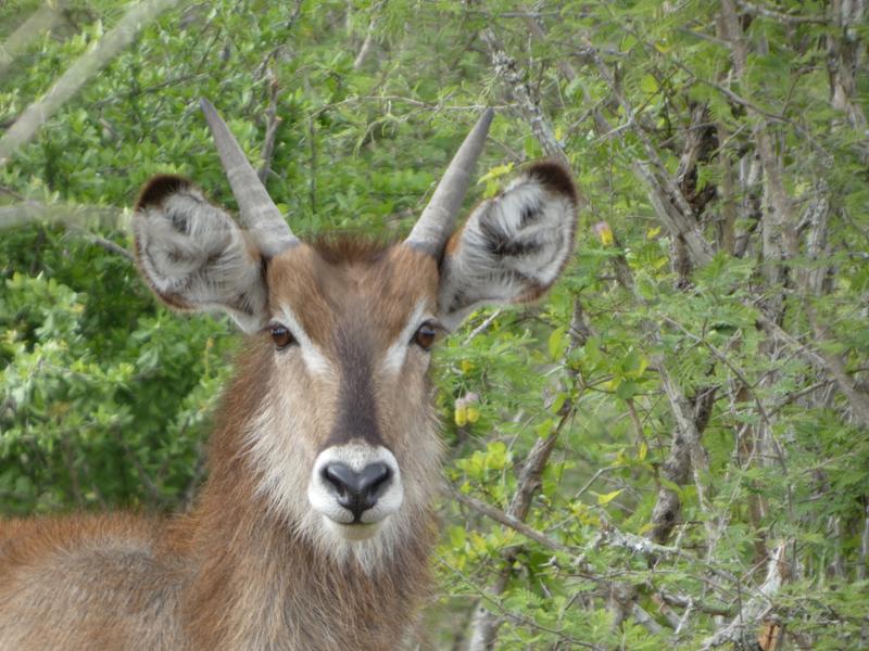 Wow! Luxury Lodges and Abundance of Wildlife