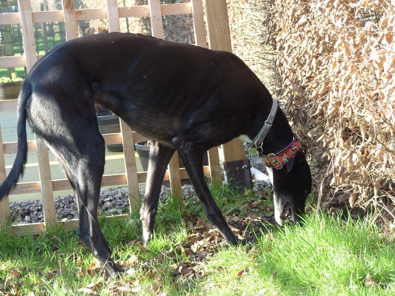 Supadog Greyhound & Lurcher with Chicken