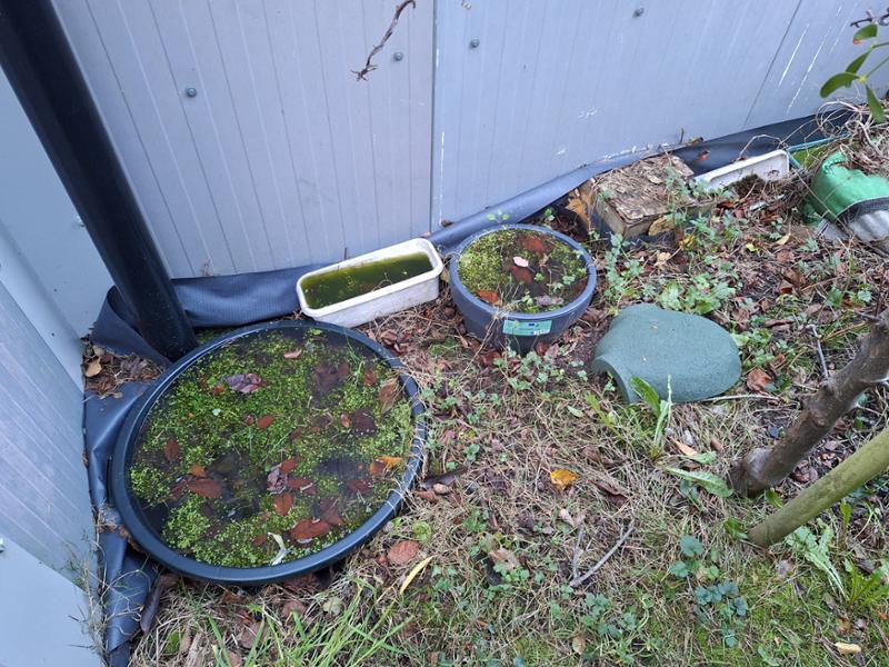 My feeding station and pond.