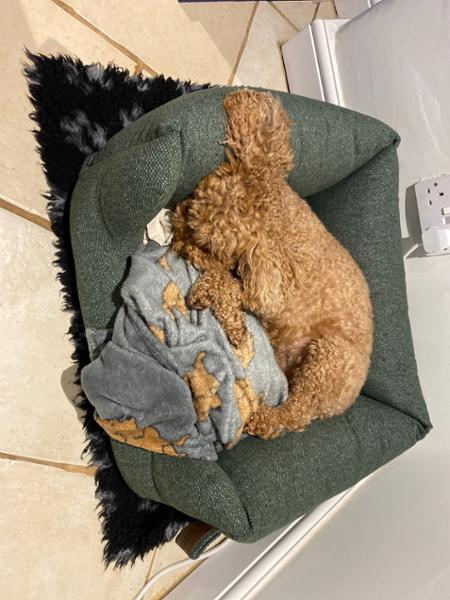 Dog bed