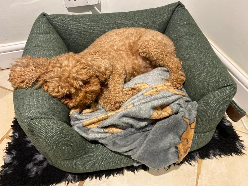 Dog bed