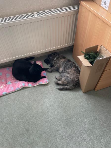 My cat and dog