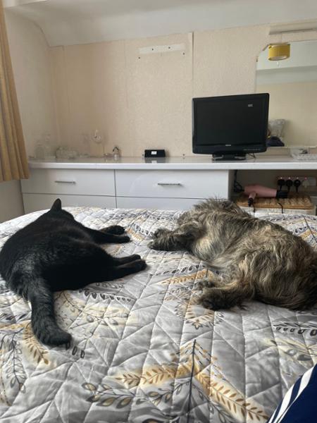 My cat and dog