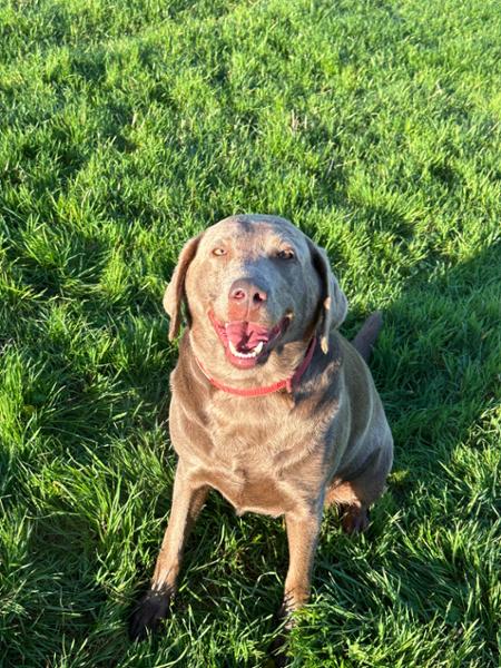 Dog loved it