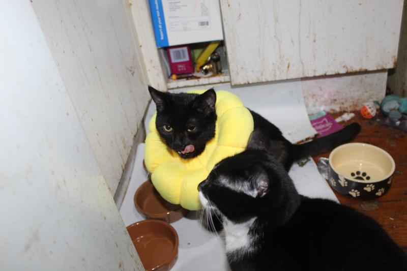 Nice food my cats love it