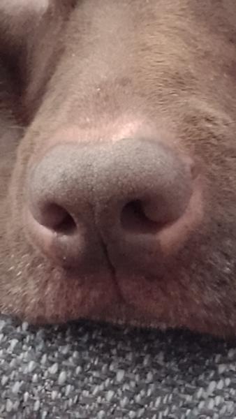 Lily's Kitchen - Organic Bedtime Biscuits - Dental & Digestive Dog Treats