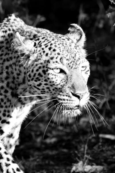 Excellence in southern Africa