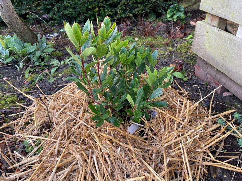 Great range of quality plants and bigger than average. As is the service.