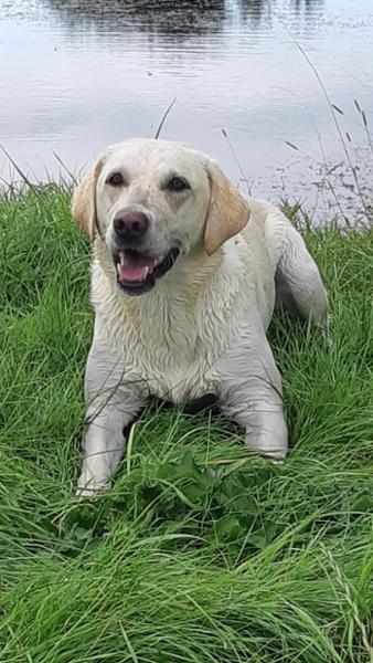 Excellent food for all dogs