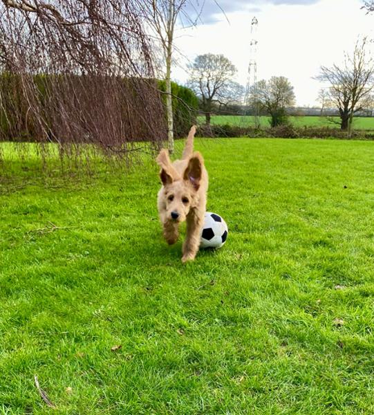 Lily Loves it !!!!