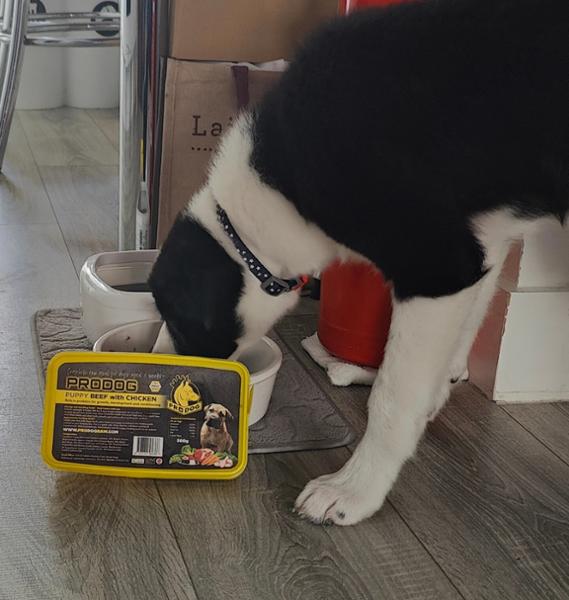 Thanks from a satisfied puppy owner...and a happy pup