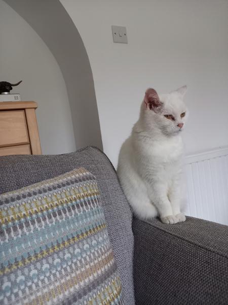 Advantage Spot On Flea Treatment