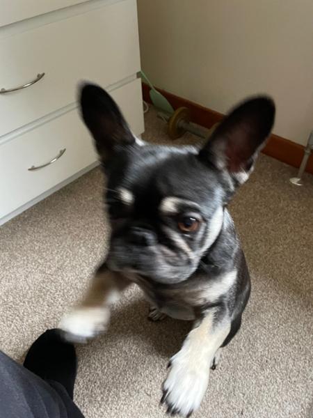 Gloriously Grain Free Dog Food Mixer Meal