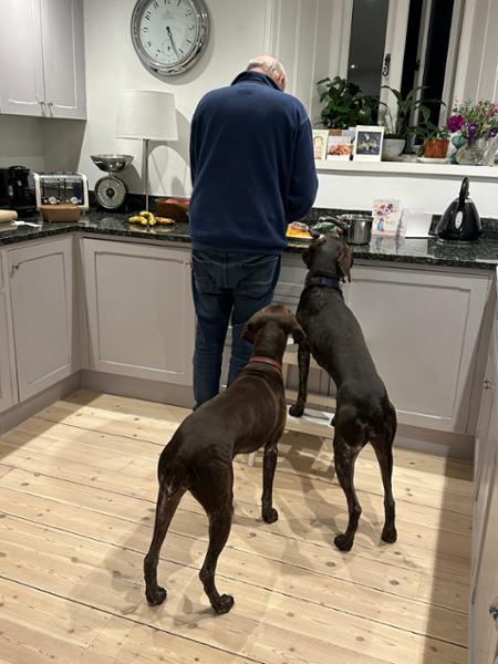 Quality home and working dog nutrition