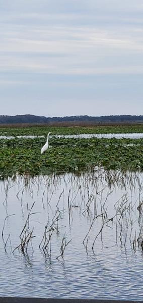 Awesome gator airboat tour