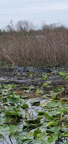 Awesome gator airboat tour