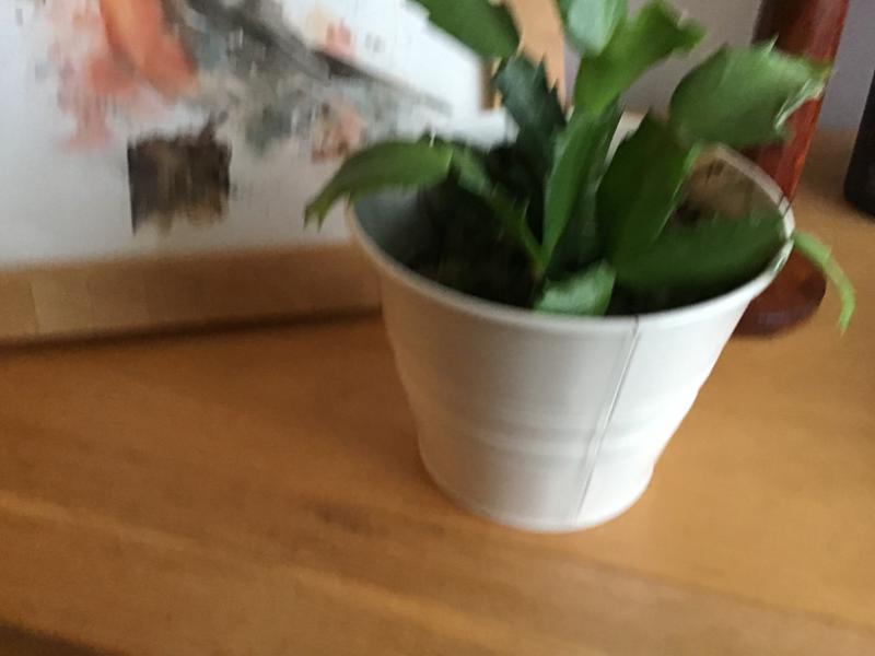Nice plant but small