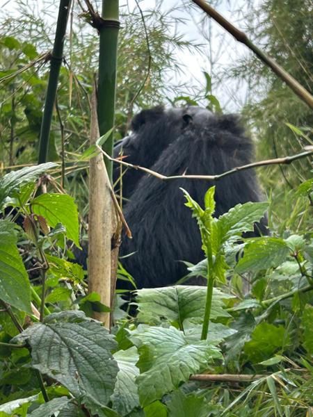 Awesome Africa