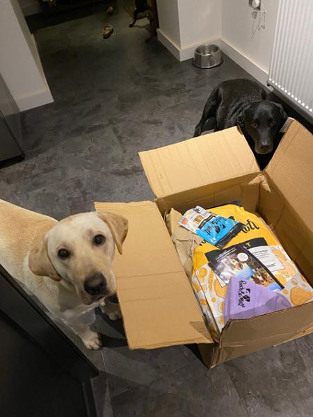 Cornish Labradors pooch & mutt