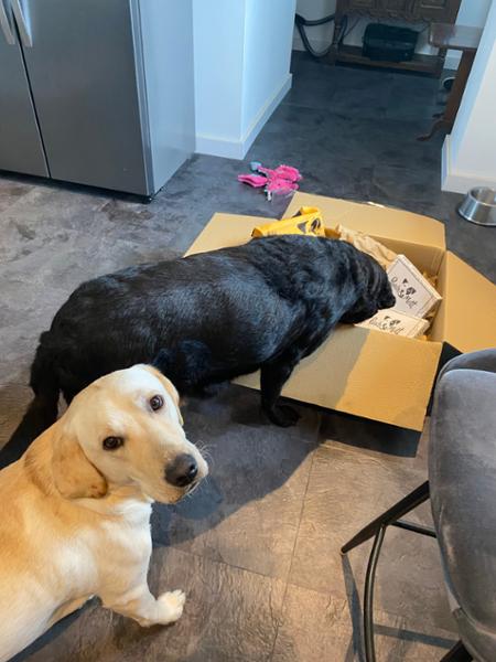 Cornish Labradors pooch & mutt