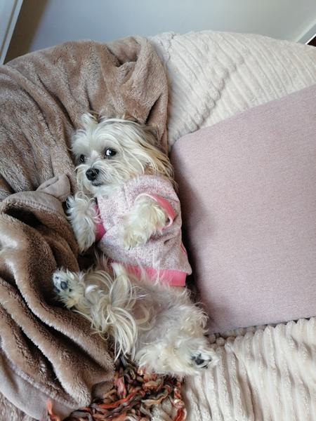 Excellent dog dry food for colitis, my doggie loves it!!!