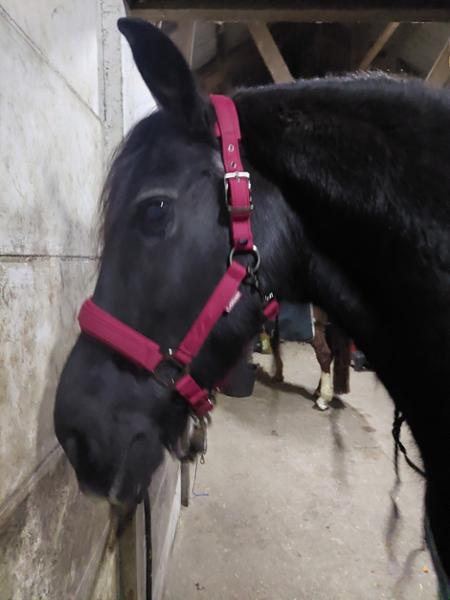 LeMieux Ember Softshell Horse halster Cob