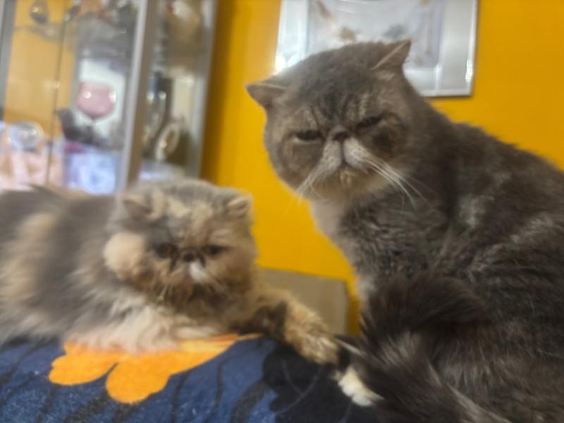 Adult Cat Food Rich in Chicken with Duck 4kg