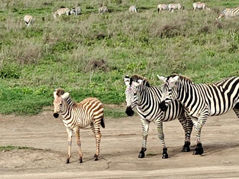 Fantastic trip Tanzania