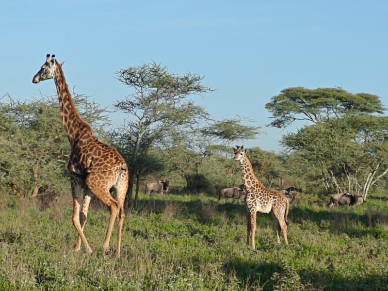 Fantastic trip Tanzania