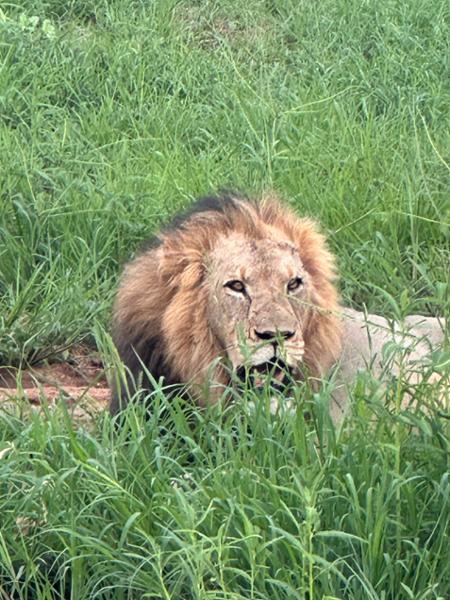First class safari